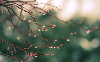 Drops, Macro, Shine, Light, Branches, Dew HD wallpaper