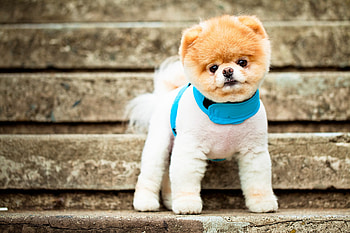 Animals, Dog, Muzzle, Eyes, Stairs, Ladder, Ears, Breed, Collar, Pomeranian, Pomeranian Spitz HD wallpaper