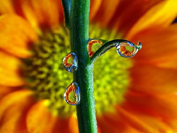 Dew On Sunflowers, abstract, sunflowers, graphy, nature, dew HD wallpaper
