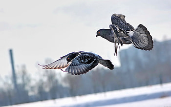 Animals, Winter, Birds, Pigeons, Flight HD wallpaper