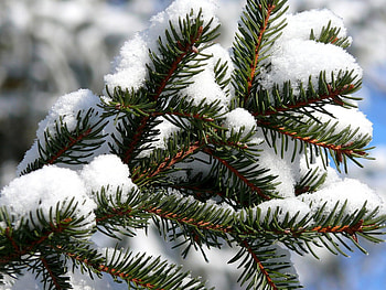 The beauty of the snow, winter, nature, snow, trre HD wallpaper