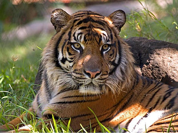 Tiger, animal, grass, cat HD wallpaper