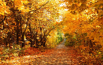 Autumn, road, woods, fall HD wallpaper
