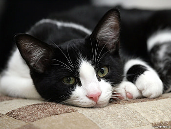 Animals, Cats HD wallpaper