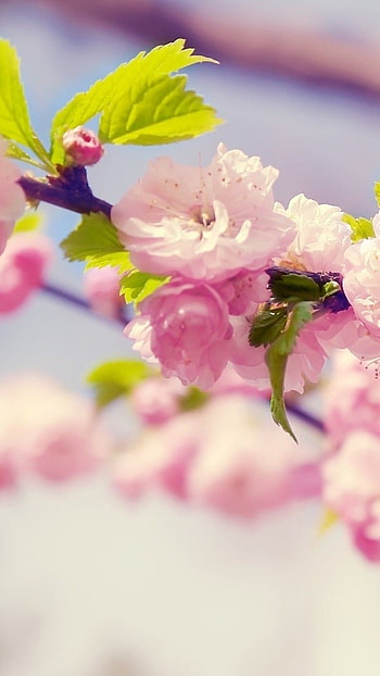 Flowers , Spring, Pink HD phone wallpaper