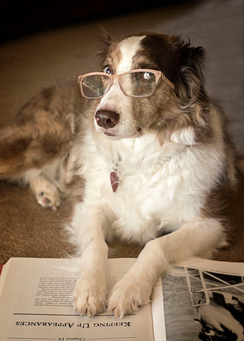 Aidi Dog, Studious canines, Peaceful library, Concentration HD phone wallpaper