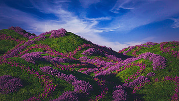 Purple, Flowers, Buds, Beautiful, Colorful, Grass, Bushes, Slope, Mountain, Hills, Blue, Clouds, Sky, Scenery, Background, Nature, View Nature HD wallpaper