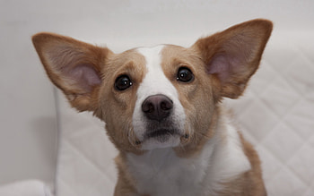 Animals, Dog, Muzzle, Sight, Opinion, Ears HD wallpaper