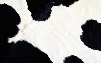 Background, Cows HD wallpaper
