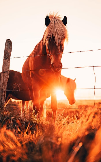 Animals, Grass, Horses, Glare, Fence HD phone wallpaper