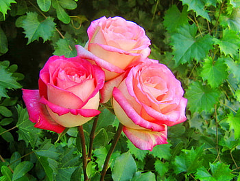 Trio for Carpe, pink, leaves, roses, green, flowers, three HD wallpaper
