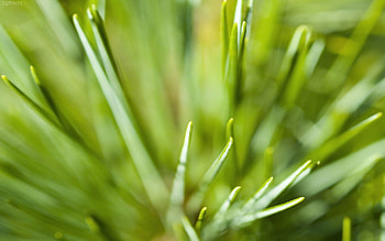 Grass, Plant, Macro, Shine, Light, Greens, Color HD wallpaper