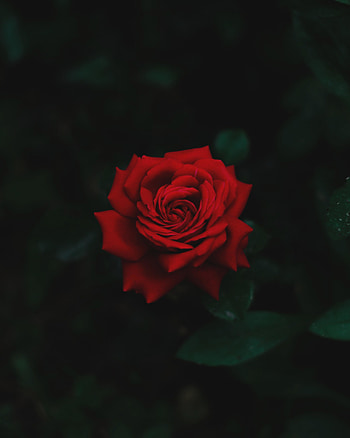 Red rose, portrait HD phone wallpaper