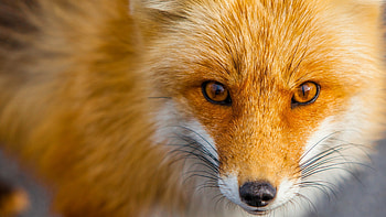 Red foxes, Fiery elegance, Striking presence, Vibrant colors HD wallpaper