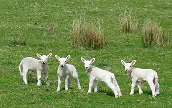 Lambs, grass, sheep, animals HD wallpaper
