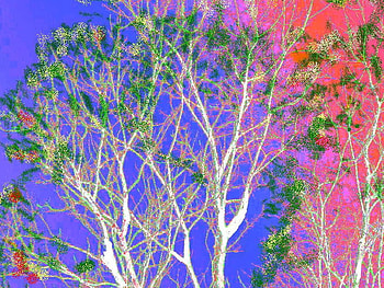 into the night sky, trees, nightsky, depth, colorful HD wallpaper