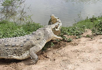 Orinoco Crocodile, animal, orinoco, crocodile, reptile HD wallpaper