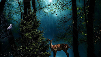 Twilight in the Forest, twilight, bird, deer, magical, trees, nature, owl, forest HD wallpaper