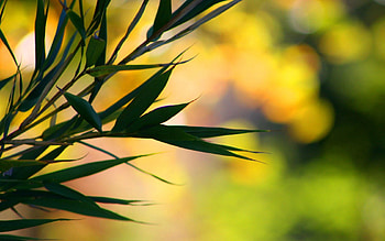 Leaves, Macro, Glare, Branches HD wallpaper