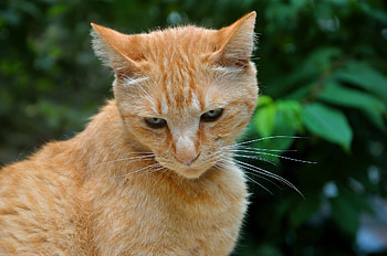 Animals, Cat, Striped, Redhead HD wallpaper