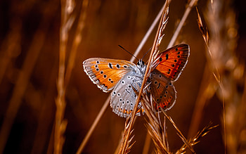 Butterfly, animal, nature, insect HD wallpaper