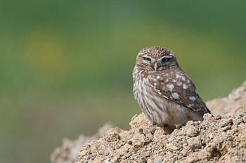 Little owl (Athene noctua), Animal, owl HD wallpaper