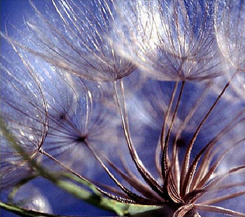 fluff, gorgeous, purple, flowers, nice HD wallpaper