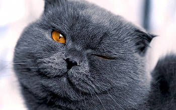 Animals, Cats HD wallpaper