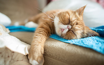 Sleeping, Exotic Shorthair Cat HD wallpaper