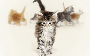 Animals, Fluffy, Kitty, Kitten, Muzzle, Blur, Smooth, Shoot, ession HD wallpaper