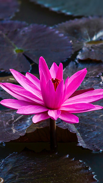Hairy water lily, Lotus (Flower) HD phone wallpaper