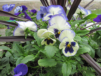 Pansy flowers in my small garden, white, graphy, garden, pansies, purple, brown, green, nature, flowers HD wallpaper