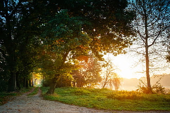 Sunlight filters through trees along a misty forest path at dawn, creating a serene autumn landscape. HD wallpaper
