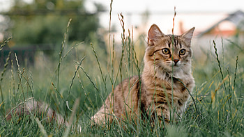 Cat, animal, kitten, grass HD wallpaper