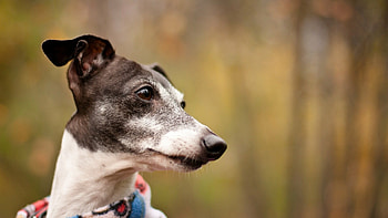 Whippet dog, Friendly and cute, Animals' companions, Energetic and agile HD wallpaper