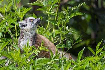 Animals, Grass, Animal, Lemur, Profile HD wallpaper