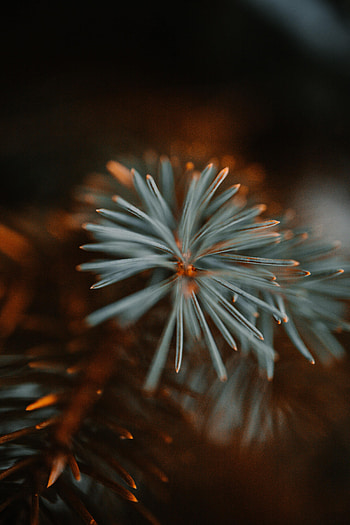 Macro, Branch, Spruce, Fir, Needles HD phone wallpaper