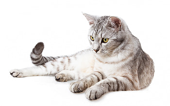 Cat, animal, background, white HD wallpaper