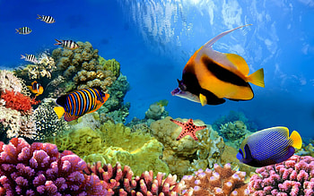ultra , Great Barrier Reef, Hintergrnde HD wallpaper