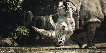 Mammal rhino, High-definition wonder, Wildlife preservation, Exquisite graphy HD wallpaper