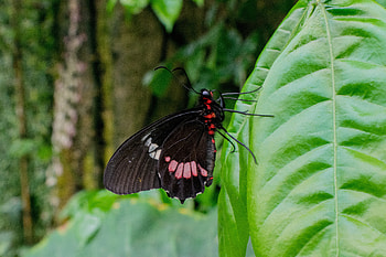 Plant, Macro, Sheet, Leaf, Butterfly HD wallpaper