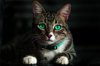 Cat Green Eyes , cat, animals HD wallpaper