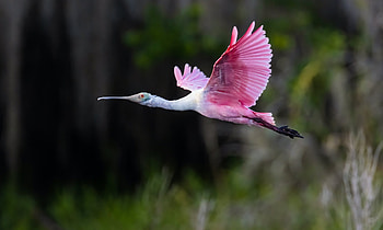 Roseate Spoonbill, Bird, Wings, Flying, Bokeh HD wallpaper
