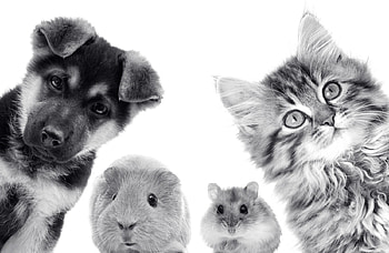 :), dog, kitten, animal, cat, pisica, puppy, guinea pig, pet, hamster, caine HD wallpaper