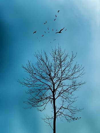 Nature, Birds, Sky, Wood, Tree HD phone wallpaper