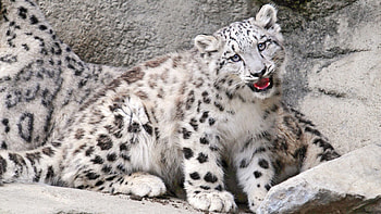 Animals, Stones, Snow Leopard, Young, To Fall, Mouth, Joey, Irbis HD wallpaper
