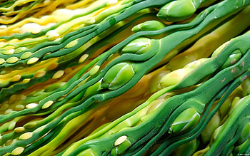 Macro, Stems, Areca Palm, Palma Areka HD wallpaper