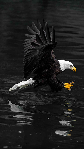 Black eagle beauty, Striking plumage, Captivating HD phone wallpaper