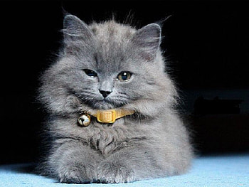 Wassup?, cat, grey HD wallpaper