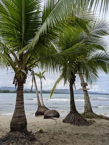 Playa, Beach, sea, coconut HD phone wallpaper